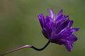 Camas Blossom